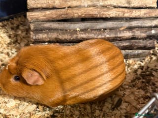 Guinea Pig rodents 2 male guinea pigs - Advert 6