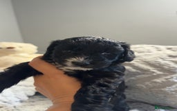Cockapoo dogs for sale: Gorgeous f2 cockapoo pups  - Image 11