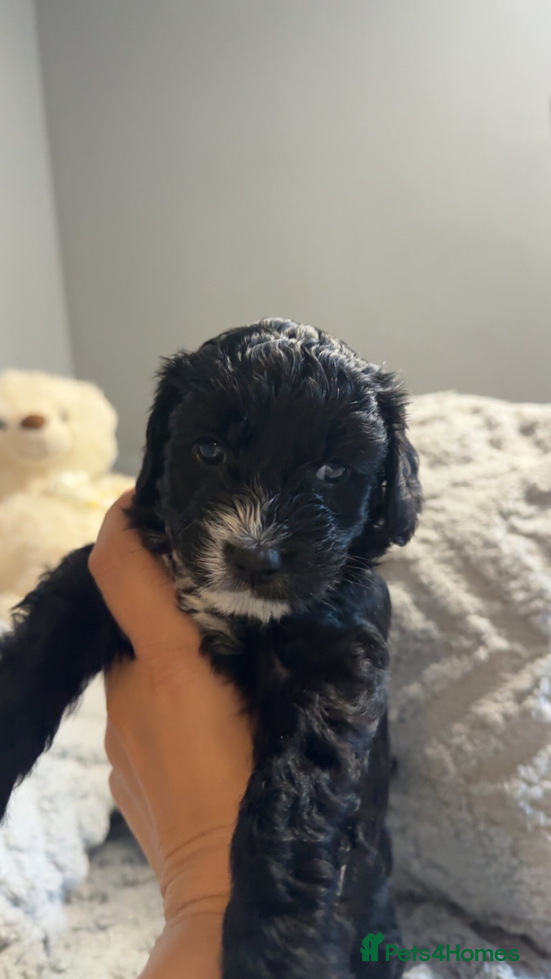 Cockapoo dogs for sale: Gorgeous f2 cockapoo pups  - Image 11