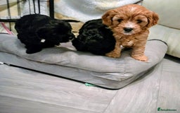 Cavapoo dogs for sale: Teddy bear F1 caverpoos  - Image 7