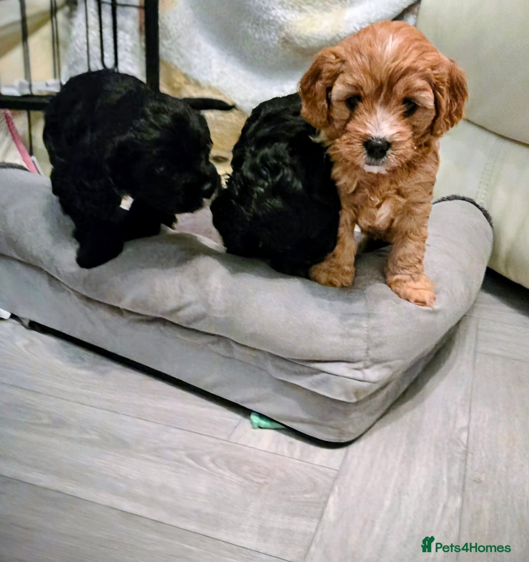 Cavapoo dogs for sale: Teddy bear F1 caverpoos  - Image 7