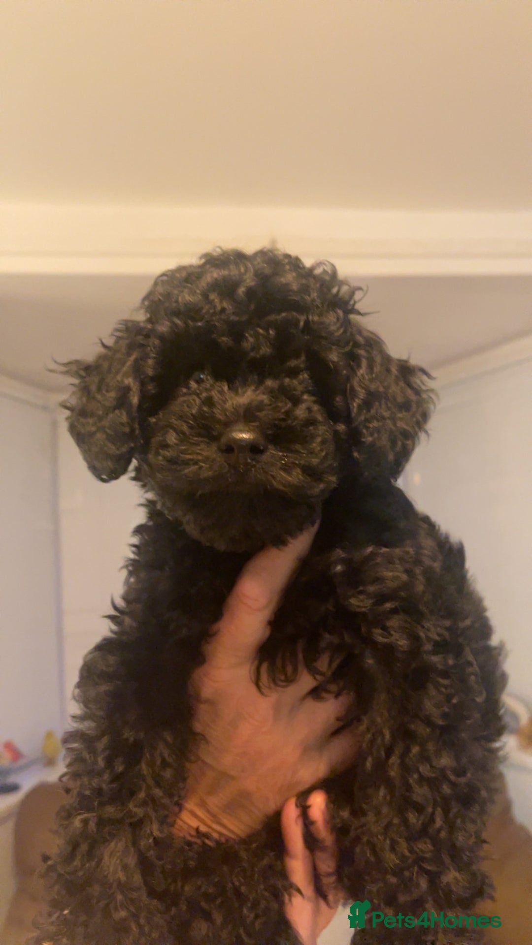 Cockapoo dogs for sale: Female cockerpoo - Image 7