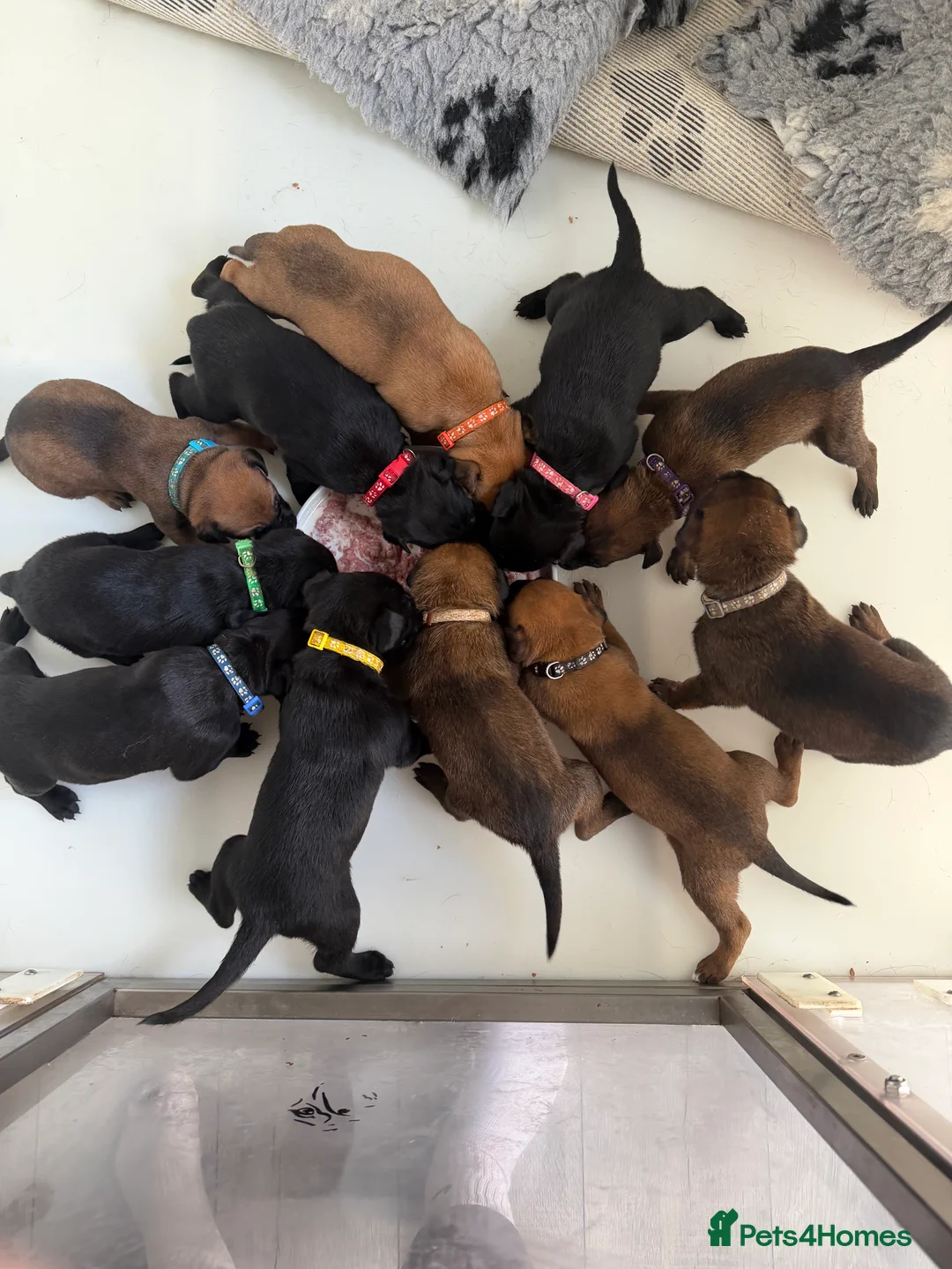 Mixed Breed dogs for sale: WORKING LINE BULLHERDER DOGS FOR SALE  in Preston - Advert 4