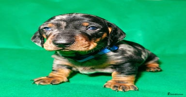 Dachshund dogs Champions Line Standard Dachshund - Advert 8