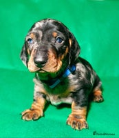 Dachshund dogs Champions Line Standard Dachshund - Advert 1