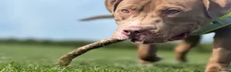 Mixed Breed dogs for sale: Bowen- Staffy x Lab - Advert 14