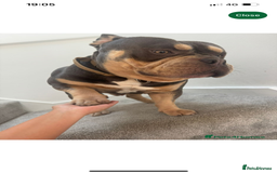 Mixed Breed dogs for sale: Pocket bully  - Image 4