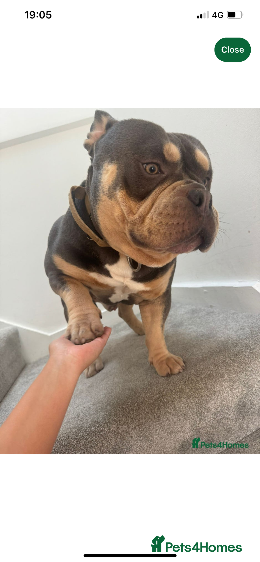 Mixed Breed dogs for sale: Pocket bully  - Image 4