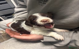 Mixed Breed dogs for sale: Spaniel puppies - Advert 13