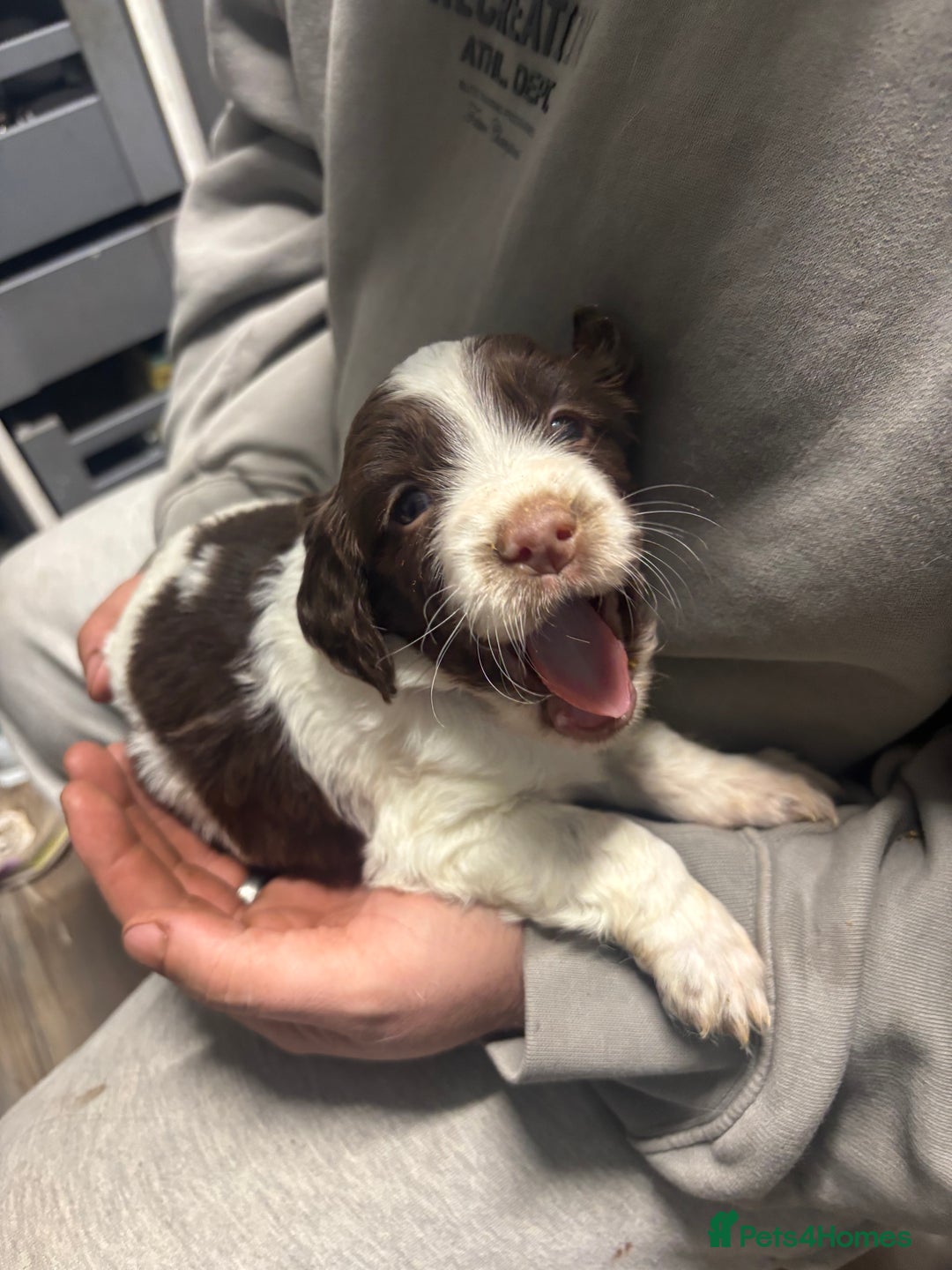 Mixed Breed dogs for sale: Spaniel puppies - Advert 13