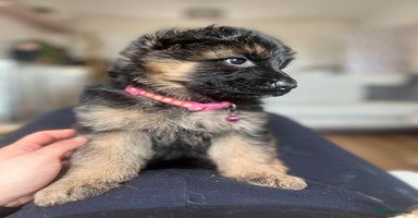 German Shepherd dogs - Advert 11