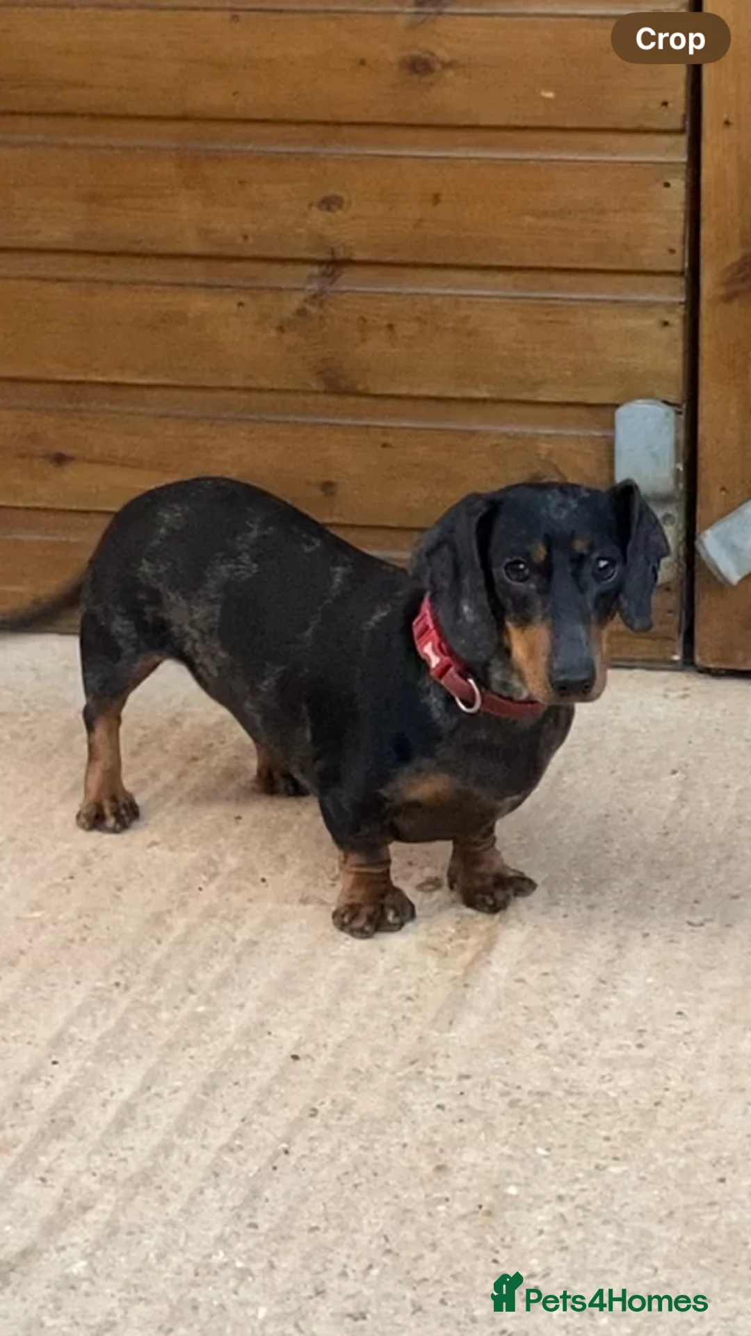 Dachshund dogs for sale: Lilly in Cirencester - Advert 1