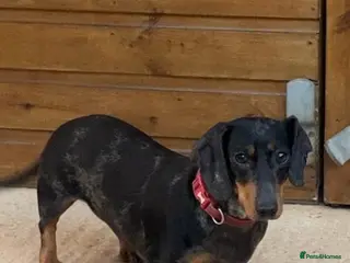 Dachshund dogs Lilly in Cirencester - Advert 2