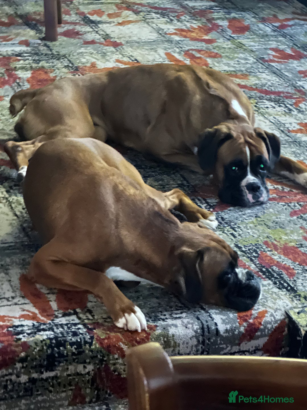 Boxer dogs for sale: Boxer sisters  - Advert 9