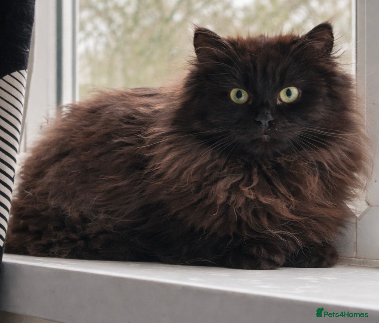 Siberian cats Siberian Adults for new Homes - Advert 7