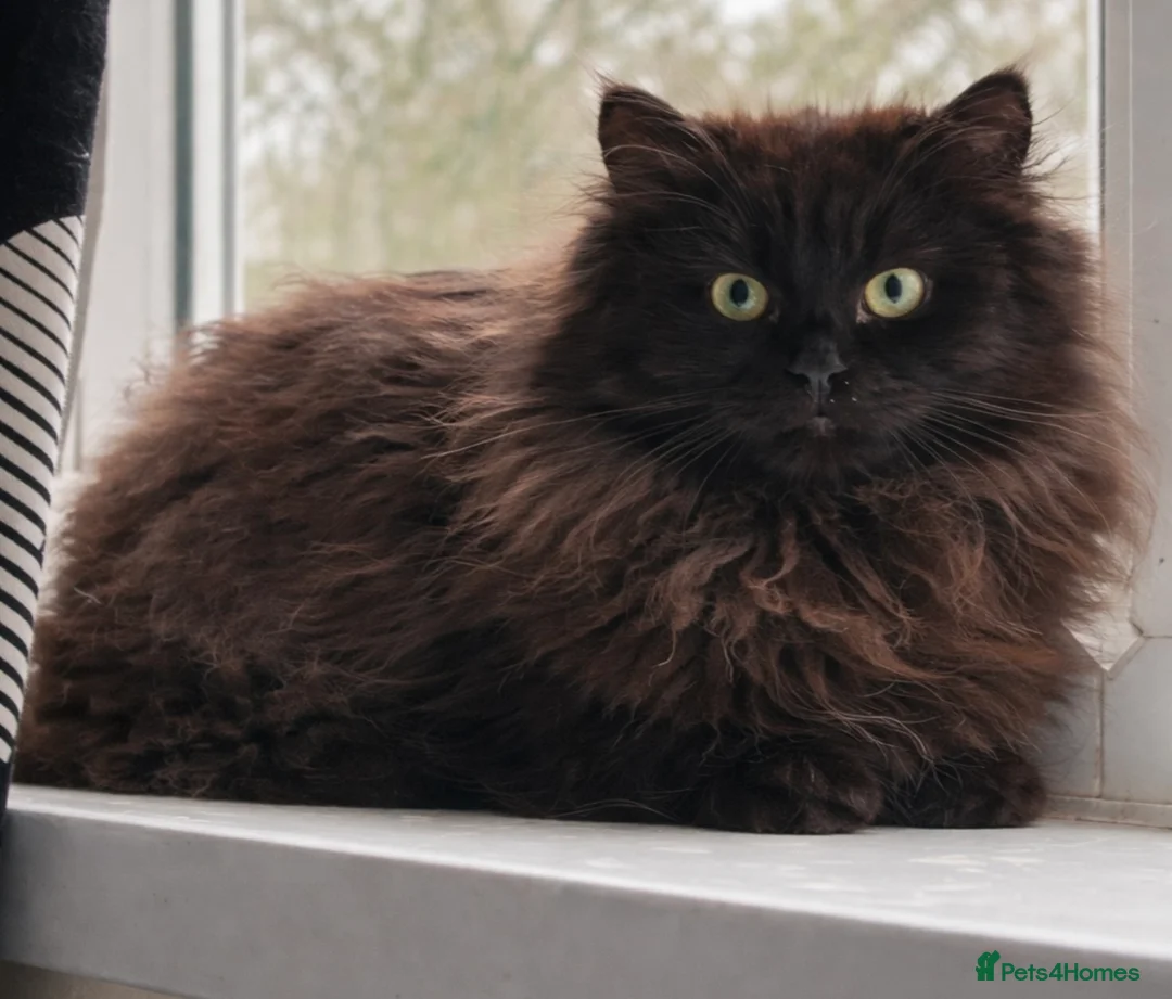 Siberian cats for sale: Siberian Adults and kittens for new Homes - Advert 1