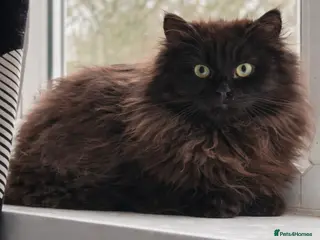 Siberian cats Siberian Adults for new Homes - Advert 7