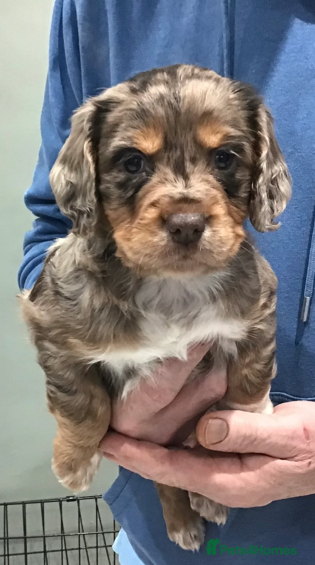 Cocker Spaniel dogs for sale: ABSOLUTELY STUNNING COCKER SPANIEL PUPPIES  - Advert 21
