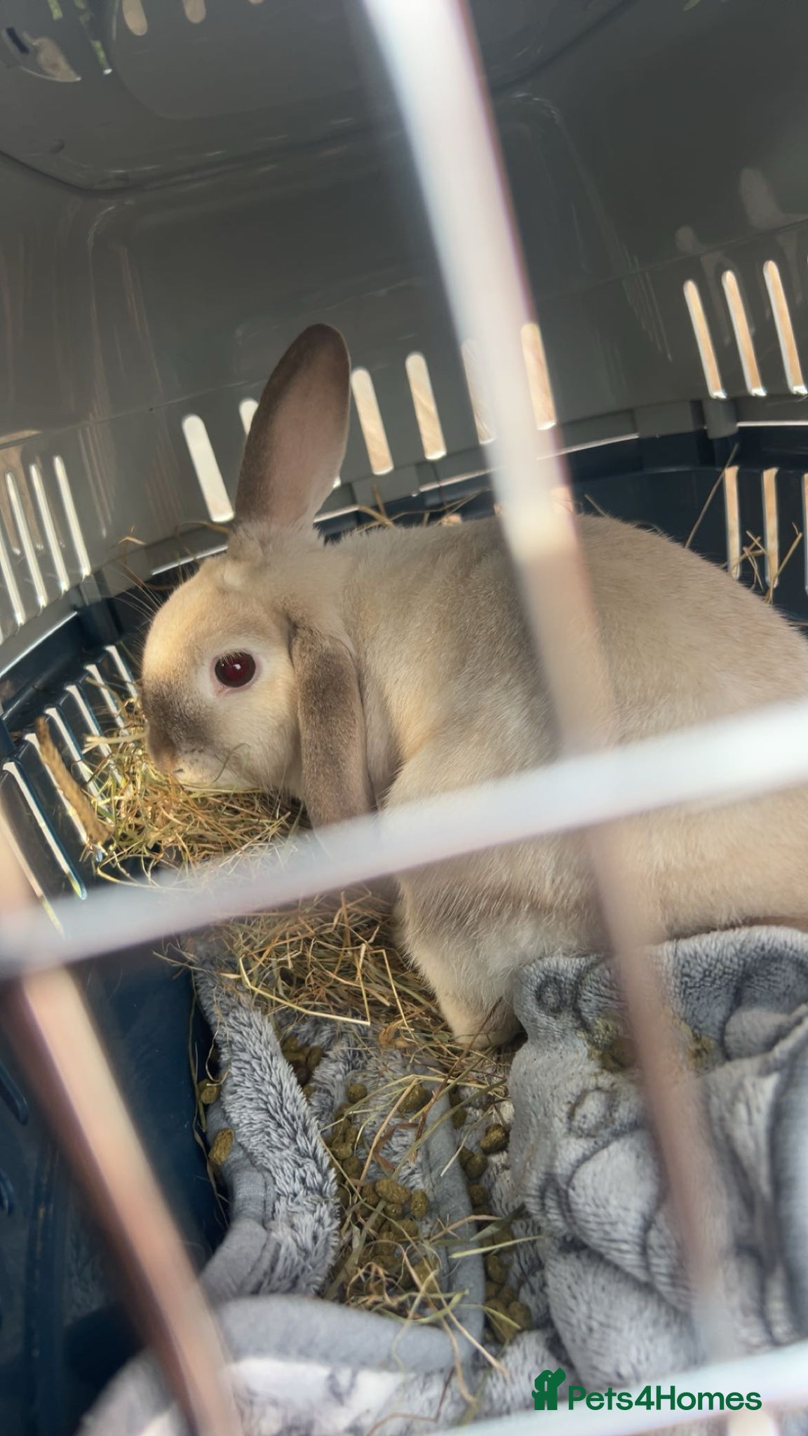 Mini Lop rabbits Gorgeous mini lop for sale - Advert 2
