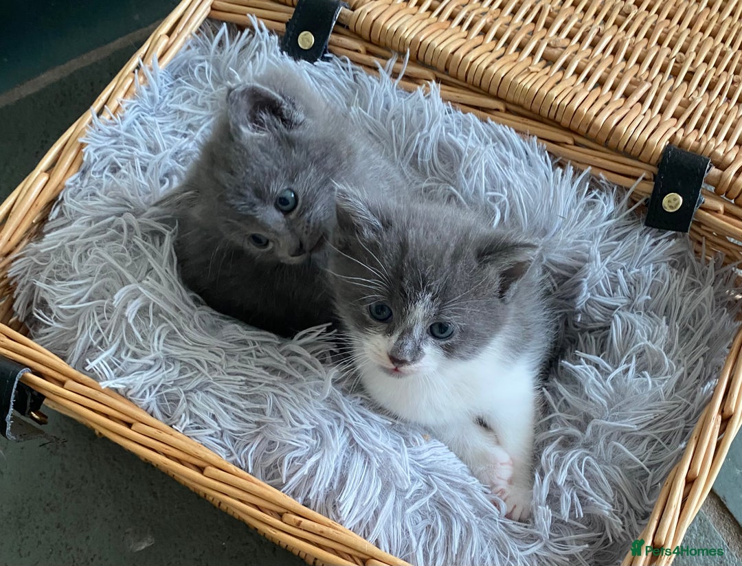 Ragdoll cats for sale: Ragdoll X Kittens for Loving Forever Homes - Image 1