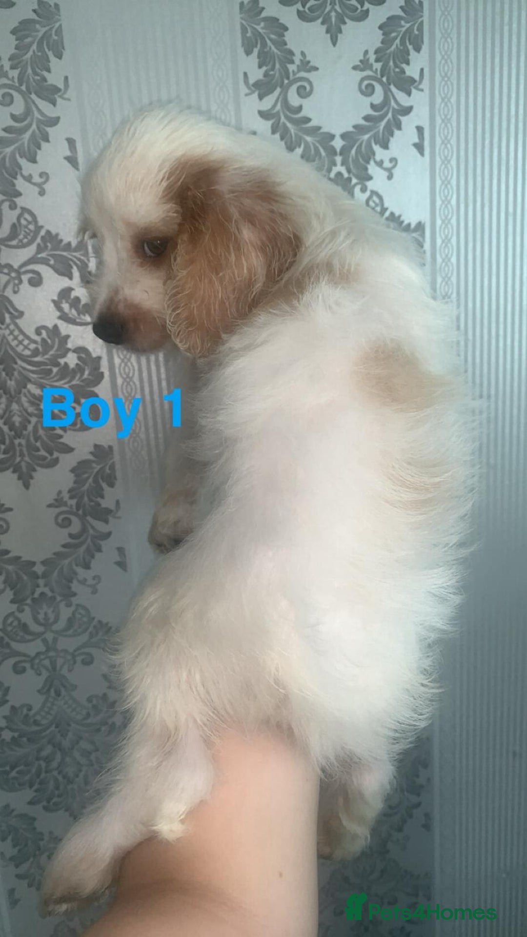 Cockapoo dogs for sale: Beautifulf1cockapoopuppies for their forever homes - Image 5