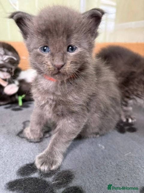 Maine Coon cats Reg. Maine Coon kittens from HEALTH TESTED PARENTS - Advert 1