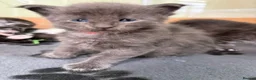 Maine Coon cats for sale: Reg. Maine Coon kittens from HEALTH TESTED PARENTS - Advert 1