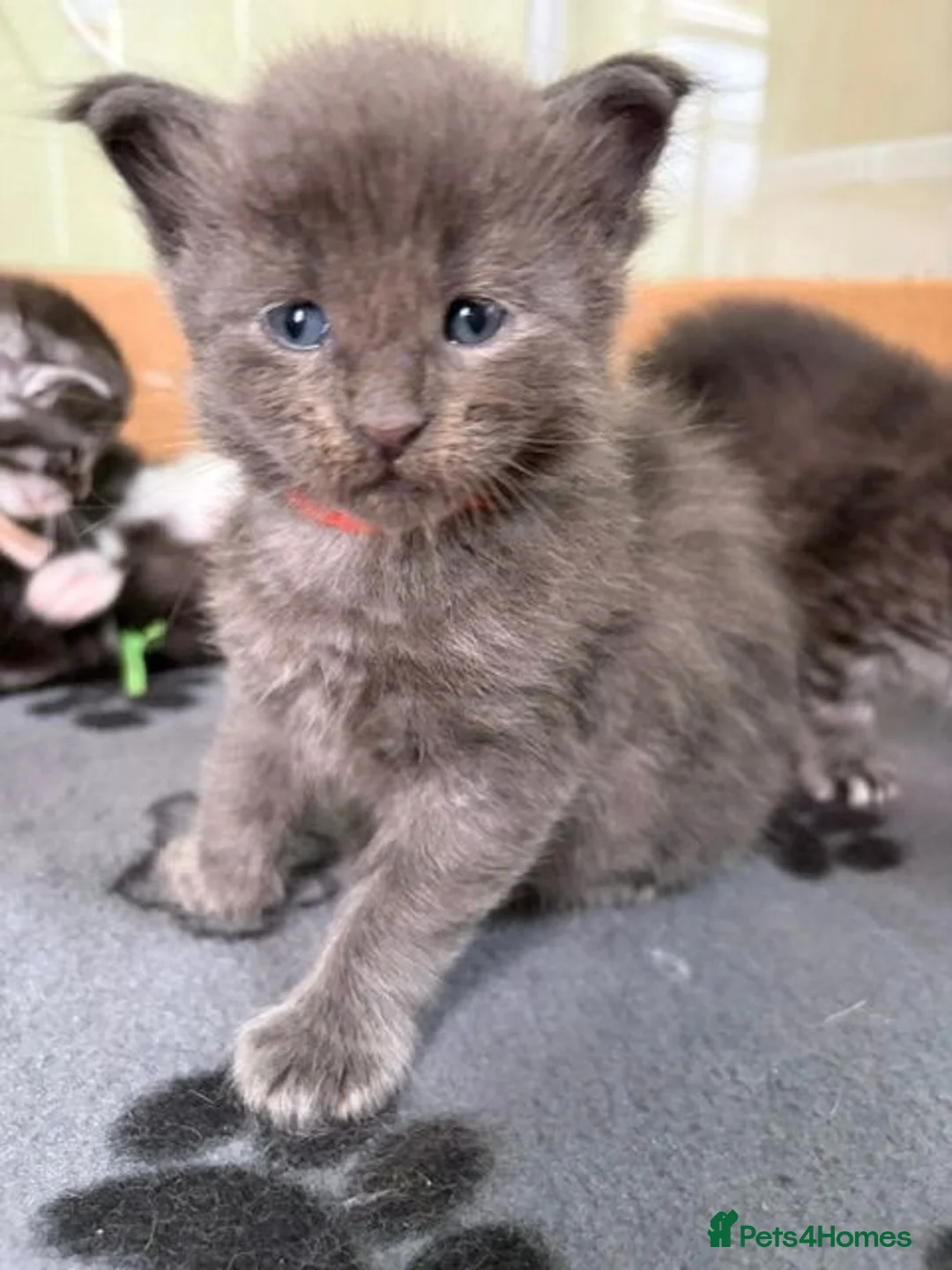 Maine Coon cats for sale: Reg. Maine Coon kittens from HEALTH TESTED PARENTS - Advert 1