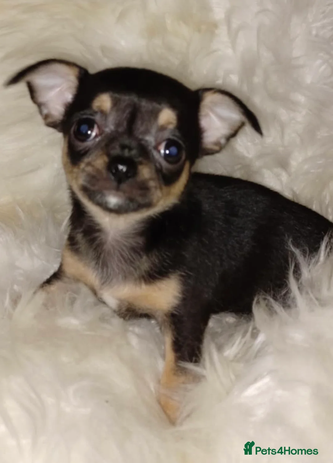 Chihuahua dogs for sale: Adorable chihuahua pups - Advert 2