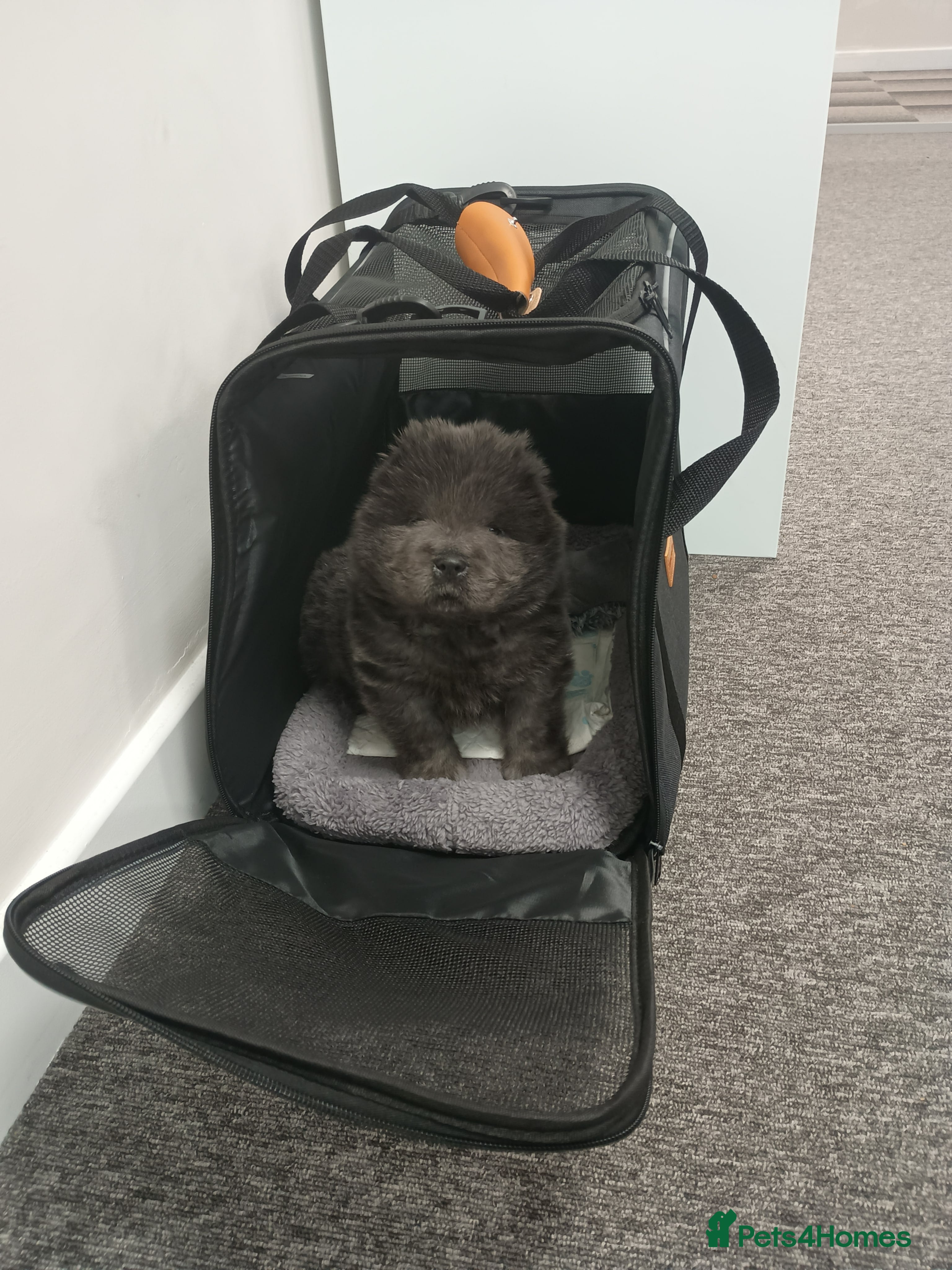 Chow Chow dogs Stunning blue chow chow female pup - Advert 5