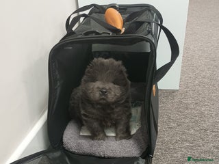 Chow Chow dogs Stunning blue chow chow female pup - Advert 2