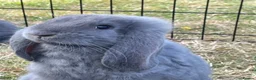French Lop rabbits for sale: Beautiful French Lop Babies - Advert 9