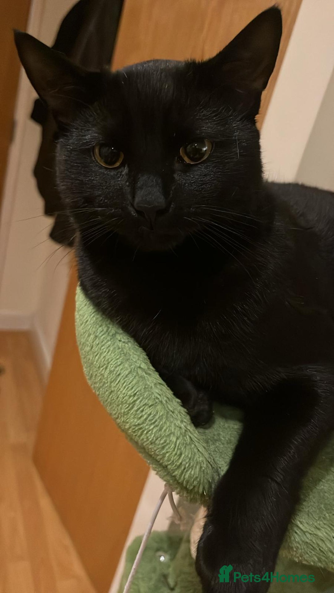 British Shorthair cats for sale: Cat for Free As Long As It's A Good Home! - Advert 1