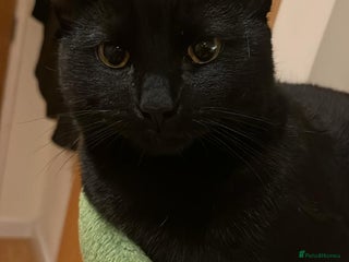 British Shorthair cats for sale: Cat for Free As Long As It's A Good Home! - Advert 1