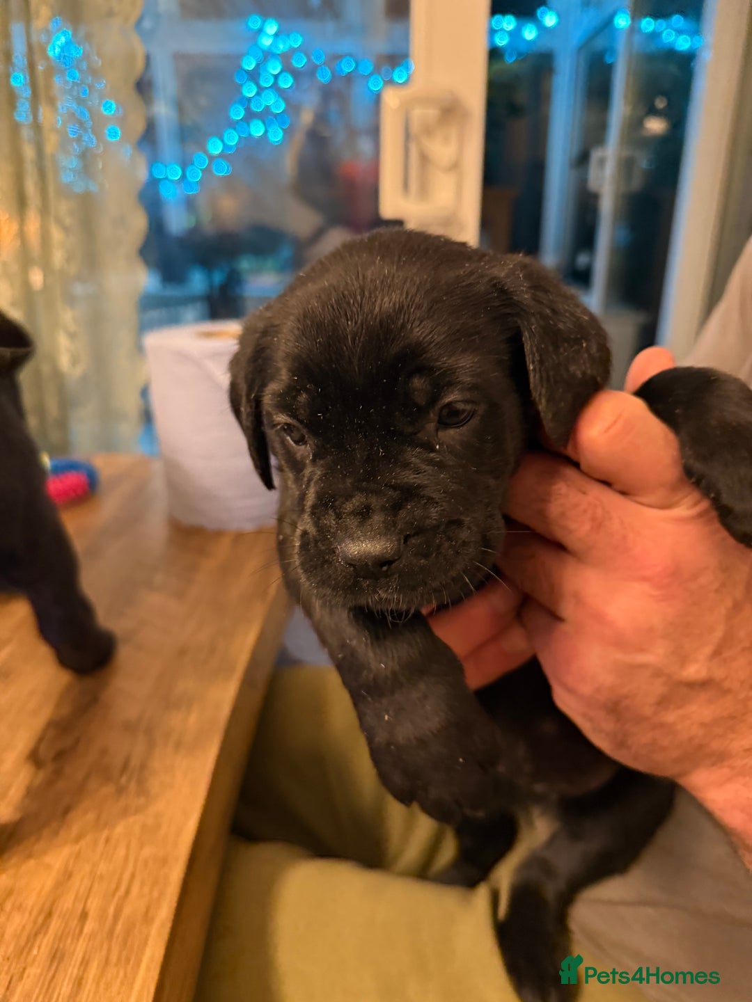 Cane Corso dogs for sale: Mr A Hendy - Advert 5