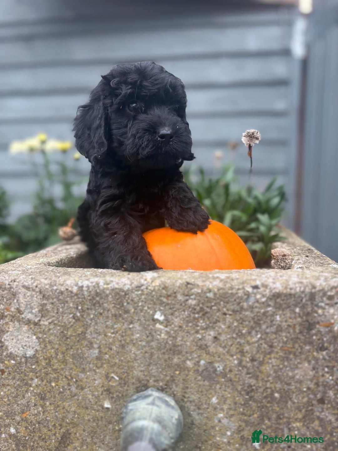 Cockapoo dogs for sale: F1 cockapoos girls  - Image 12