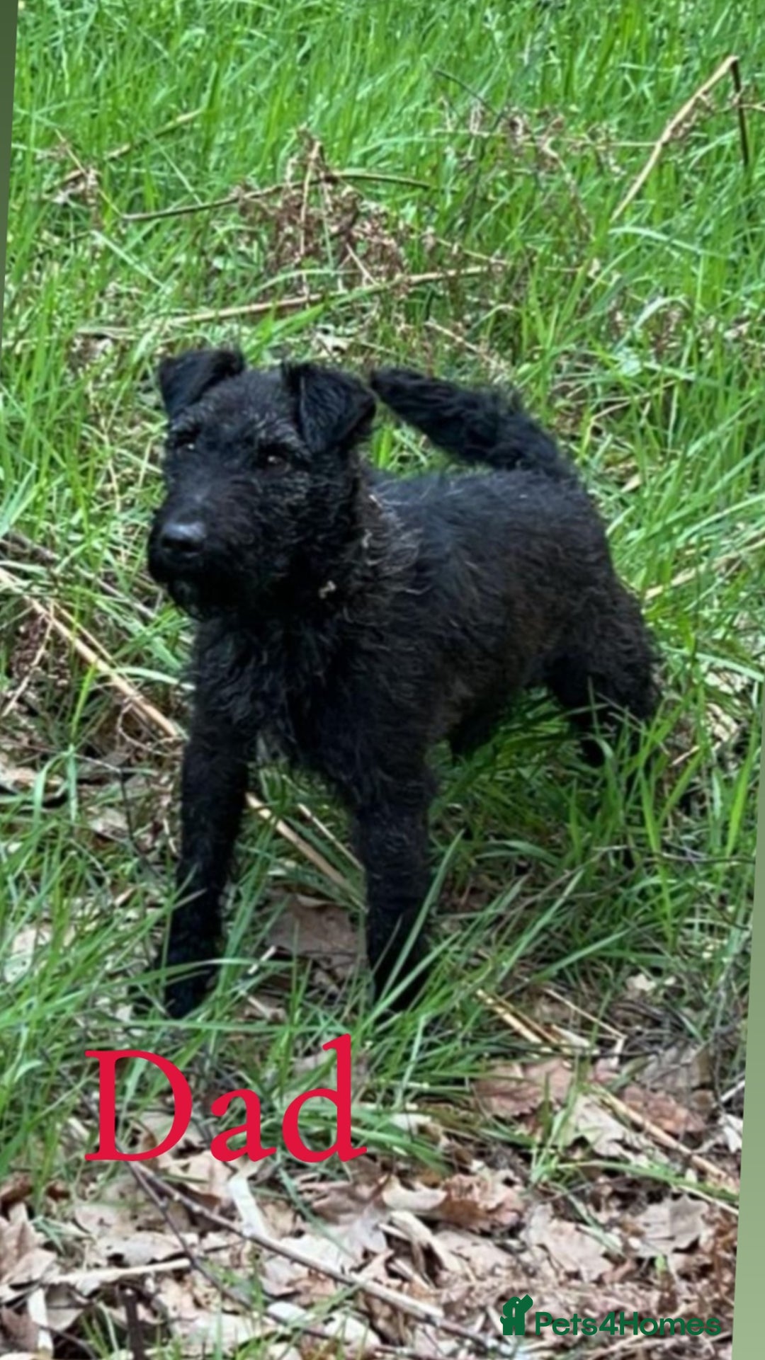 Patterdale Terrier dogs for sale: PATTERDALE PUPS FOR SALE, ready to leave in 1 week - Advert 7
