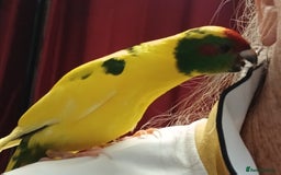 Parakeets birds for sale: Kakariki's x4 handreared kakariki's  - Image 25