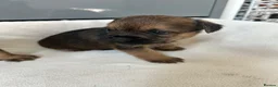 Border Terrier dogs for sale: Border terrier puppies in Ashford - Advert 4