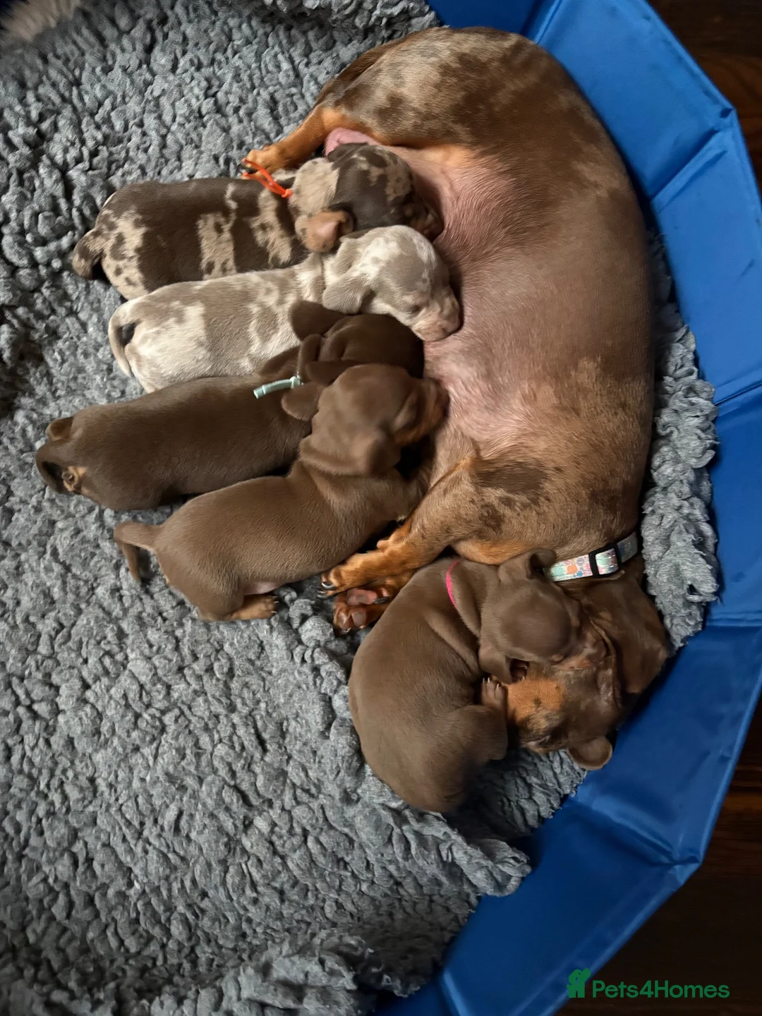 Dachshund dogs for sale: Dachshund puppies for sale - Advert 19