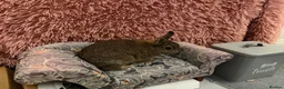 Netherland Dwarf rabbits for sale: Netherland boy rabbit for sale - Advert 3