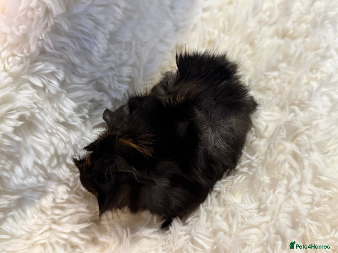 Guinea Pig rodents for sale: Baby Guinea pigs  - Advert 12