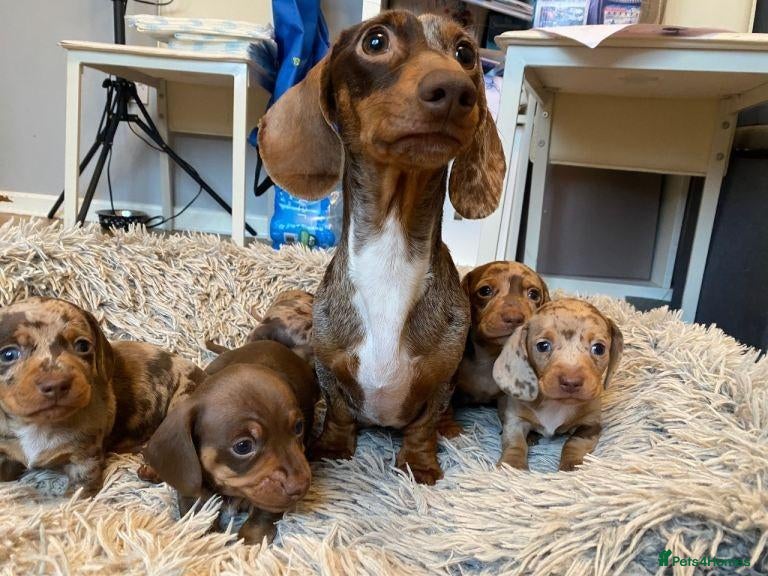 Miniature Dachshund dogs Exceptional Miniature Dachshund Puppies - Advert 6