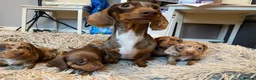 Miniature Dachshund dogs for sale: Exceptional Miniature Dachshund Puppies in Oxford - Advert 1