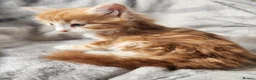 Siberian cats for sale: Hypoallergenic, TICA, Traditional Siberian kittens - Advert 13