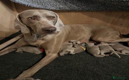 Weimaraner dogs for sale: Belle’s beautiful puppy’s silver ghosts Weimaraner - Image 6