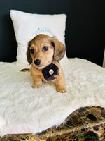 Miniature Dachshund dogs - Advert 2