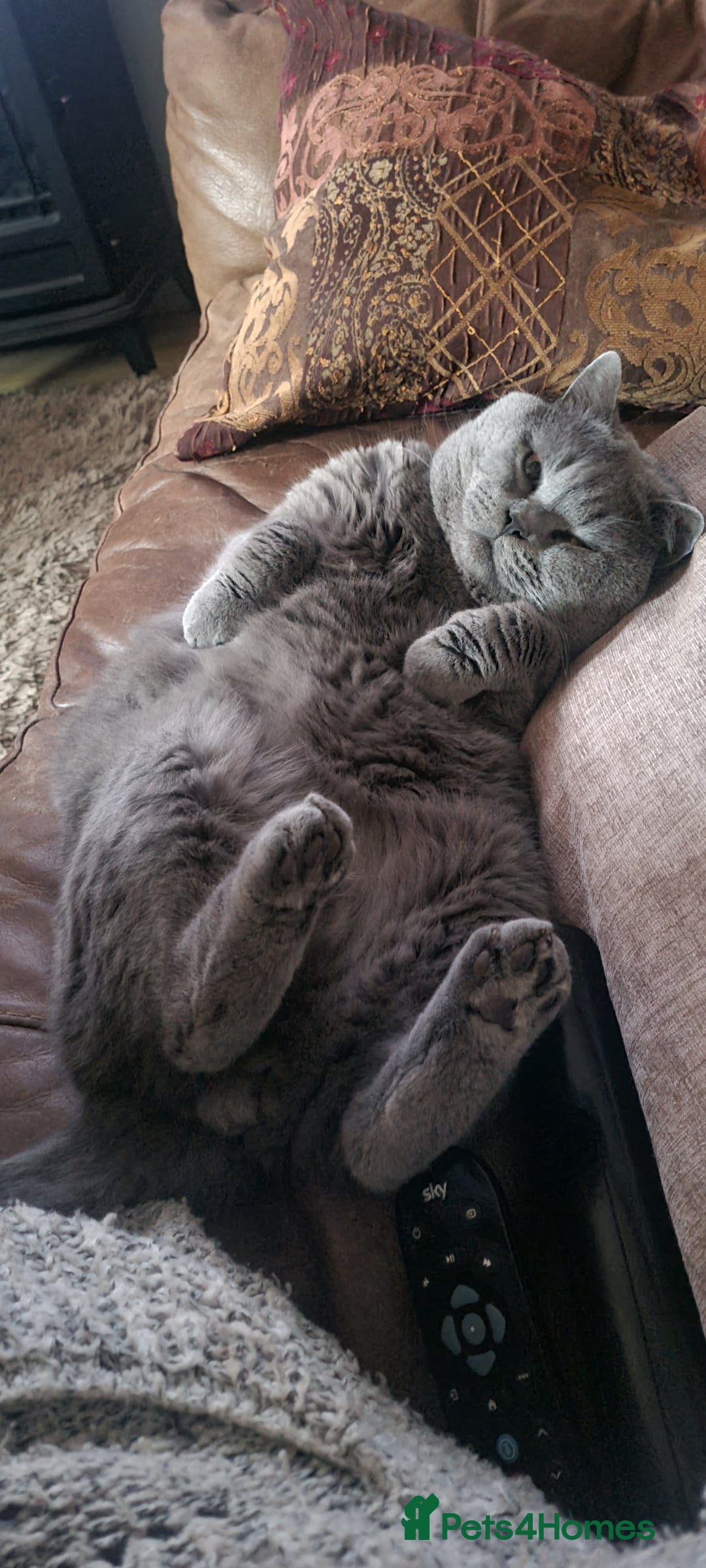 British Shorthair cats for stud: ⭐️ STUD BLUE BRITISH SHORTHAIR GCCF, WREXHAM ⭐️ in Wrexham - Image 9