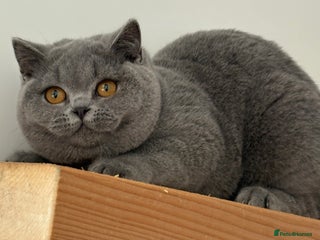 British Shorthair cats Blue girl - Advert 1