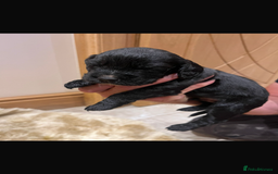 Cocker Spaniel dogs for sale: Pure bred, Cocker spaniels - Image 22
